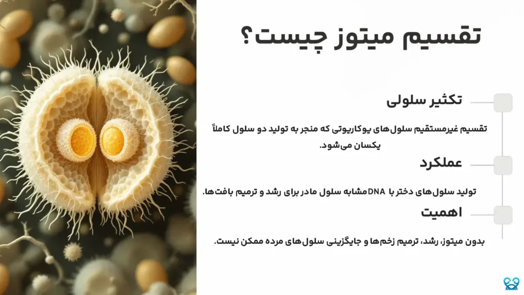 میتوز