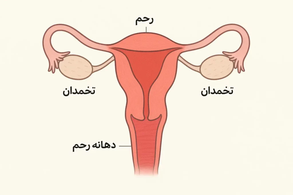 تفاوت سرطان رحم و دهانه رحم